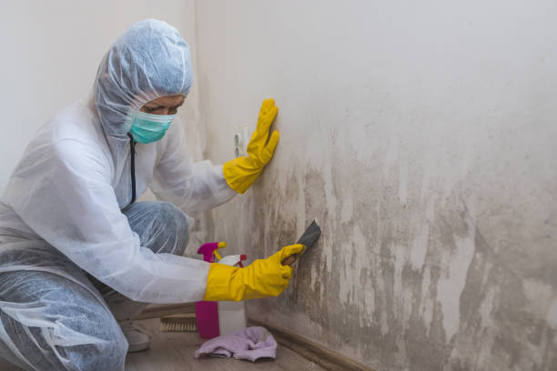 Best Residential Mold Remediation in Mentor, OH