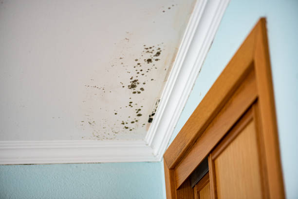 Best Bathroom Mold Remediation in Mentor, OH