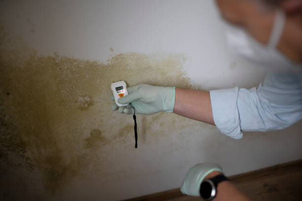 Best White Mold Remediation in Mentor, OH