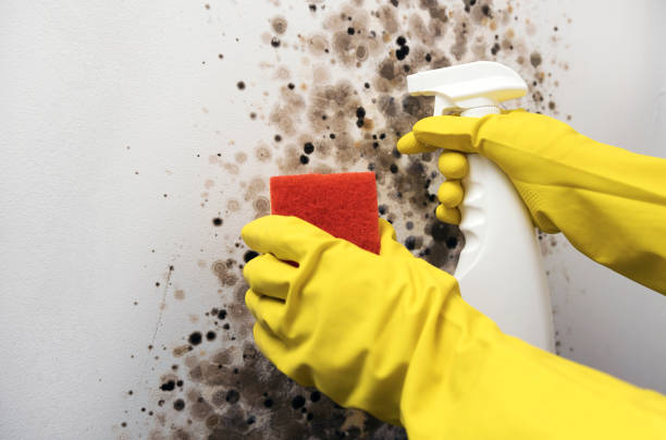 Best Commercial Mold Remediation in Mentor, OH