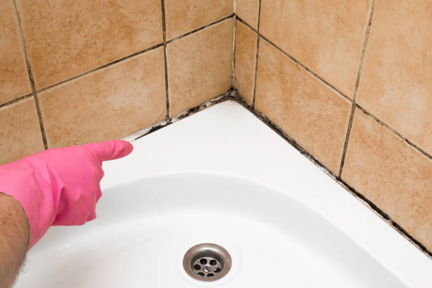 Best Kitchen Mold Remediation in Mentor, OH